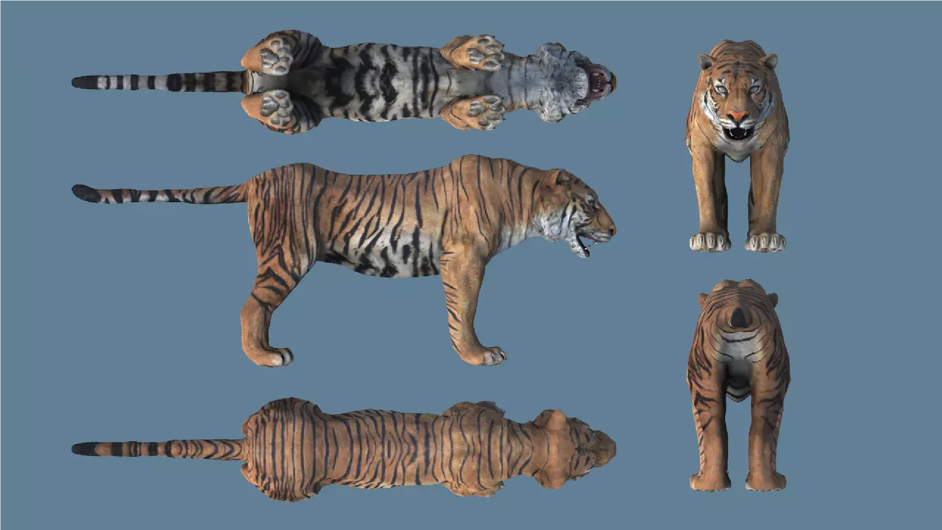 Filhote de tigre 3D model - Baixar Animais no